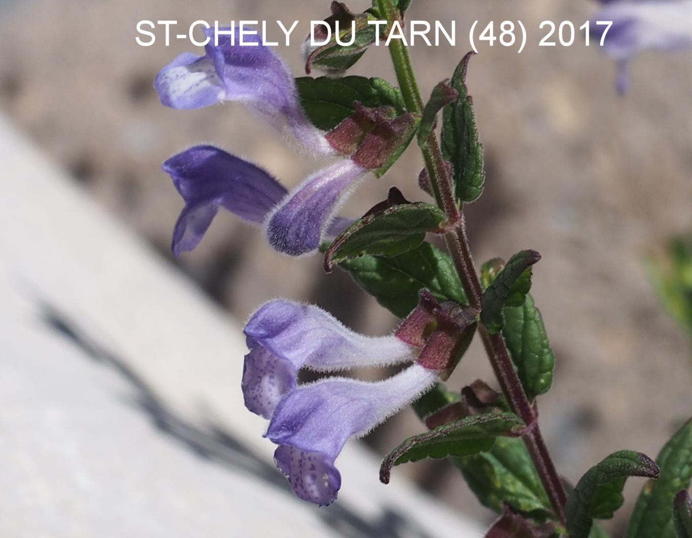 Skullcap flower